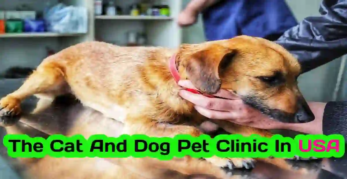 Cats And Dogs Switch Places At Pet Clinic In The USA