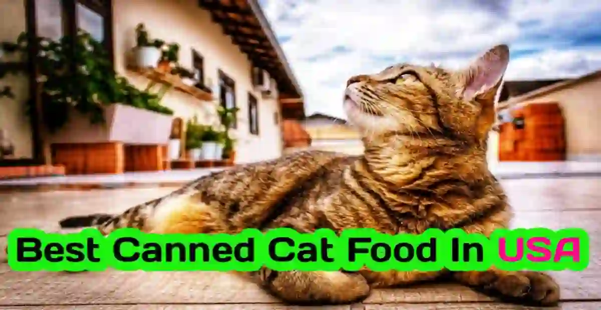 Best Canned Cat Food In USA